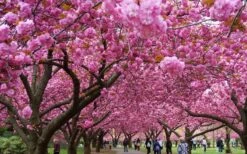 Kwanzan Pink Double Flowering Cherry Tree - 2 Gallon Pot 15 Kwanzan Pink Double Flowering Cherry Tree - 2 Gallon Pot -Plant Lover House Shop prunus serrulata kwansan flowering cherry 10