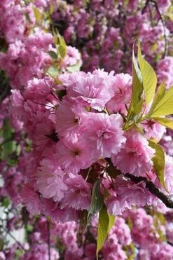 Kwanzan Pink Double Flowering Cherry Tree - 2 Gallon Pot 12 Kwanzan Pink Double Flowering Cherry Tree - 2 Gallon Pot -Plant Lover House Shop prunus serrulata kwansan flowering cherry 13