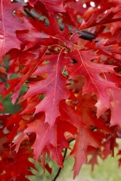 Scarlet Oak Tree (Quercus Coccinea) - 3 Gallon Pot 11 Scarlet Oak Tree (Quercus Coccinea) - 3 Gallon Pot -Plant Lover House Shop quercus coccinea scarlet oak 11