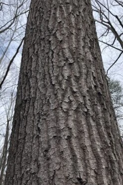 Scarlet Oak Tree (Quercus Coccinea) - 3 Gallon Pot 12 Scarlet Oak Tree (Quercus Coccinea) - 3 Gallon Pot -Plant Lover House Shop quercus coccinea scarlet oak bark trunk 11