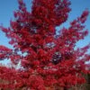 Scarlet Oak Tree (Quercus Coccinea) - 3 Gallon Pot -Plant Lover House Shop quercus coccinea scarlet oak tree 3