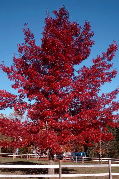 Scarlet Oak Tree (Quercus Coccinea) - 3 Gallon Pot 3 Scarlet Oak Tree (Quercus Coccinea) - 3 Gallon Pot