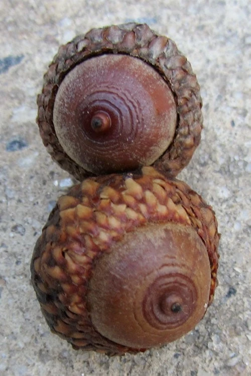 Scarlet Oak Tree (Quercus Coccinea) - 3 Gallon Pot 8 Scarlet Oak Tree (Quercus Coccinea) - 3 Gallon Pot - Image 6