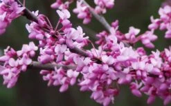 Eastern Redbud - 1 Gallon Pot 11 Eastern Redbud - 1 Gallon Pot -Plant Lover House Shop redbud Eastern Tree Flowers 1