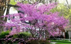 Eastern Redbud - 1 Gallon Pot 13 Eastern Redbud - 1 Gallon Pot -Plant Lover House Shop redbud Eastern Tree In Bloom 1