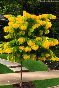 The Rising Sun Redbud Tree - 5 Gallon Pot -Plant Lover House Shop redbud rising sun 52 1