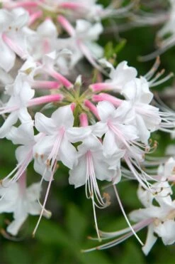 White Alabama Native Azalea (Rhododendron Alabamense) - 3 Gallon Pot -Plant Lover House Shop rhododendron alabamense alabama native azalea 3