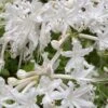 White Alabama Native Azalea (Rhododendron Alabamense) - 3 Gallon Pot -Plant Lover House Shop rhododendron alabamense alabama native azalea 5