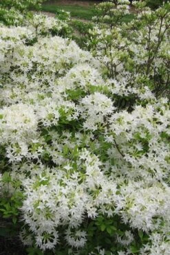 White Alabama Native Azalea (Rhododendron Alabamense) - 3 Gallon Pot -Plant Lover House Shop rhododendron alabamense alabama native azalea 6
