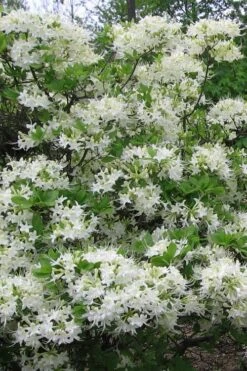 White Alabama Native Azalea (Rhododendron Alabamense) - 3 Gallon Pot -Plant Lover House Shop rhododendron alabamense alabama native azalea 8
