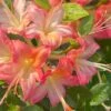 Anne Marie Native Azalea (Rhododendron) - 3 Gallon Pot -Plant Lover House Shop rhododendron anne marie native azalea 1