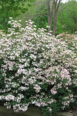 Coastal Azalea (Rhododendron Atlanticum) - 1 Gallon Pot 12 Coastal Azalea (Rhododendron Atlanticum) - 1 Gallon Pot -Plant Lover House Shop rhododendron atlanticum coastal azalea 1