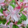 Coastal Azalea (Rhododendron Atlanticum) - 1 Gallon Pot -Plant Lover House Shop rhododendron atlanticum coastal azalea 6