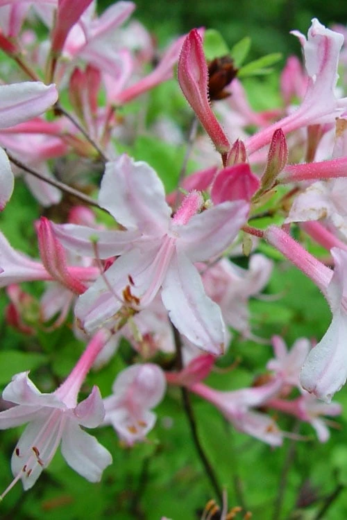 Coastal Azalea (Rhododendron Atlanticum) - 1 Gallon Pot 3 Coastal Azalea (Rhododendron Atlanticum) - 1 Gallon Pot