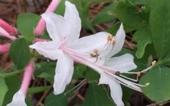 Coastal Azalea (Rhododendron Atlanticum) - 3 Gallon Pot -Plant Lover House Shop rhododendron atlanticum coastal azalea 8 1