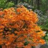 Andrew J. Boike Alabama Flame Native Azalea Azalea - 3 Gallon Pot -Plant Lover House Shop rhododendron austrinum andrew j boike native azalea 10
