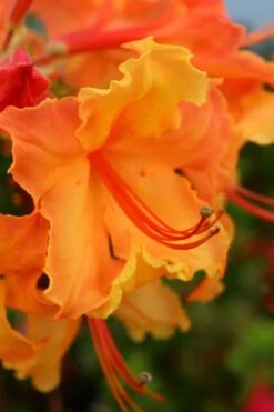 Andrew J. Boike Alabama Flame Native Azalea Azalea - 3 Gallon Pot -Plant Lover House Shop rhododendron austrinum andrew j boike native azalea 3