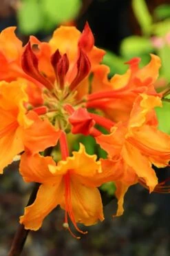 Andrew J. Boike Alabama Flame Native Azalea Azalea - 3 Gallon Pot -Plant Lover House Shop rhododendron austrinum andrew j boike native azalea 5