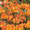 Florida Flame Native Azalea (Rhododendron Austrinum) - 3 Gallon Pot -Plant Lover House Shop rhododendron austrinum florida flame native azalea 11