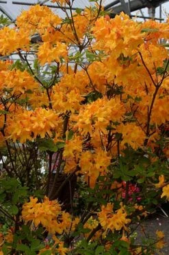 Florida Flame Native Azalea (Rhododendron Austrinum) - 3 Gallon Pot -Plant Lover House Shop rhododendron austrinum florida flame native azalea 4