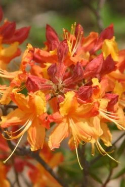 Florida Flame Native Azalea (Rhododendron Austrinum) - 3 Gallon Pot -Plant Lover House Shop rhododendron austrinum florida flame native azalea 5
