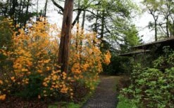 Florida Flame Native Azalea (Rhododendron Austrinum) - 3 Gallon Pot -Plant Lover House Shop rhododendron austrinum florida flame native azalea 8