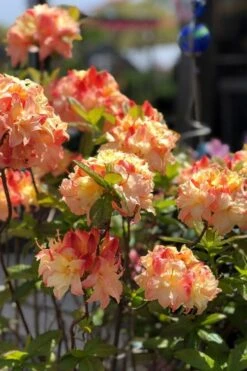 Cannon's Double Exbury Azalea (Rhdodendron) - 2 Gallon Pot -Plant Lover House Shop rhododendron cannons double azalea 2