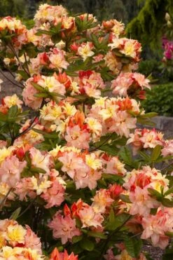 Cannon's Double Exbury Azalea (Rhdodendron) - 2 Gallon Pot -Plant Lover House Shop rhododendron cannons double azalea 3