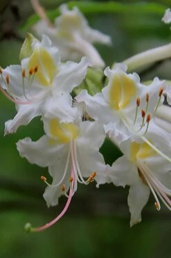 Coleman's Native Azalea (Rhododendron Colemanii 'Multiflora') - 3 Gallon Pot -Plant Lover House Shop rhododendron colemanii multiflora colemans native azalea 1
