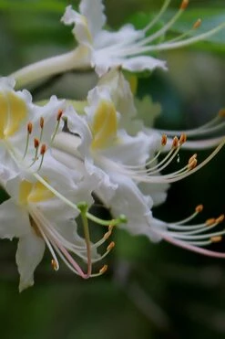 Coleman's Native Azalea (Rhododendron Colemanii 'Multiflora') - 3 Gallon Pot -Plant Lover House Shop rhododendron colemanii multiflora colemans native azalea 2