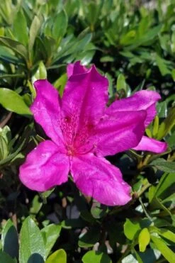 Congo Purple Azalea - 3 Gallon Pot 12 Congo Purple Azalea - 3 Gallon Pot -Plant Lover House Shop rhododendron congo robin hill hybrid azalea 3