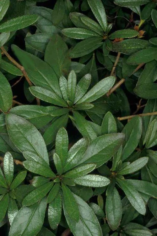 Congo Purple Azalea - 3 Gallon Pot 8 Congo Purple Azalea - 3 Gallon Pot - Image 6