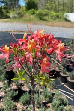 Cotton Candy Native Azalea (Rhododendron) - 3 Gallon Pot 14 Cotton Candy Native Azalea (Rhododendron) - 3 Gallon Pot -Plant Lover House Shop rhododendron cotton candy native azalea 1