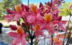 Cotton Candy Native Azalea (Rhododendron) - 3 Gallon Pot 15 Cotton Candy Native Azalea (Rhododendron) - 3 Gallon Pot -Plant Lover House Shop rhododendron cotton candy native azalea 5