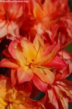 Father Ryan Oconee Native Azalea - 3 Gallon Pot -Plant Lover House Shop rhododendron flammeum father ryan 7