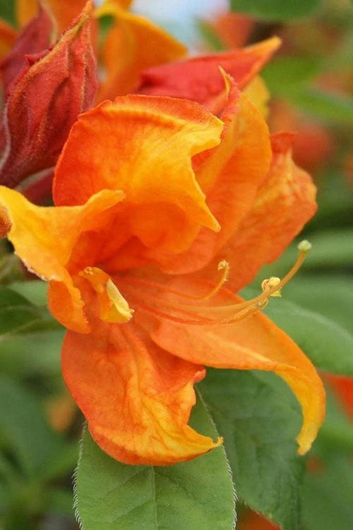 Golden Eagle Azalea (Rhododendron) - 3 Gallon Pot 3 Golden Eagle Azalea (Rhododendron) - 3 Gallon Pot
