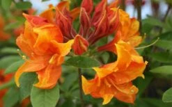 Golden Eagle Azalea (Rhododendron) - 3 Gallon Pot 11 Golden Eagle Azalea (Rhododendron) - 3 Gallon Pot -Plant Lover House Shop rhododendron golden eagle azalea 5