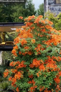 Golden Eagle Azalea (Rhododendron) - 3 Gallon Pot 10 Golden Eagle Azalea (Rhododendron) - 3 Gallon Pot -Plant Lover House Shop rhododendron golden eagle azalea 7