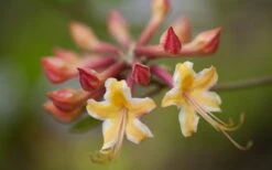 Millie Mac Native Azalea (Rhododendron) - 3 Gallon Pot 13 Millie Mac Native Azalea (Rhododendron) - 3 Gallon Pot -Plant Lover House Shop rhododendron millie mac native azalea 10