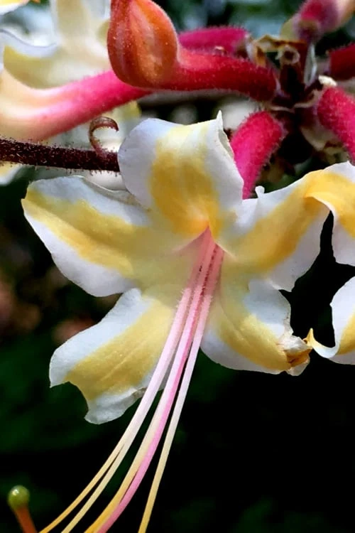 Millie Mac Native Azalea (Rhododendron) - 3 Gallon Pot 3 Millie Mac Native Azalea (Rhododendron) - 3 Gallon Pot