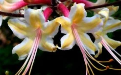 Millie Mac Native Azalea (Rhododendron) - 3 Gallon Pot 11 Millie Mac Native Azalea (Rhododendron) - 3 Gallon Pot -Plant Lover House Shop rhododendron millie mac native azalea 15