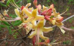 Millie Mac Native Azalea (Rhododendron) - 3 Gallon Pot 12 Millie Mac Native Azalea (Rhododendron) - 3 Gallon Pot -Plant Lover House Shop rhododendron millie mac native azalea 2