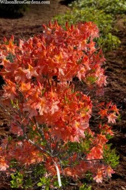 Pat Ryan Aromi Azalea (Rhododendron Hybrid) - 3 Gallon Pot -Plant Lover House Shop rhododendron pat ryan native azalea 104 1