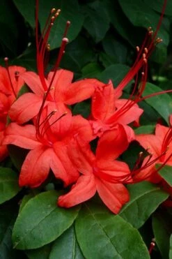 Plum Leaf Native Azalea (Rhododendron Prunifolium) - 3 Gallon Pot -Plant Lover House Shop rhododendron prunifolium plum leaf azalea 3