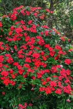 Plum Leaf Native Azalea (Rhododendron Prunifolium) - 3 Gallon Pot -Plant Lover House Shop rhododendron prunifolium plum leaf azalea 5