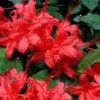 Plum Leaf Native Azalea (Rhododendron Prunifolium) - 3 Gallon Pot 1 Plum Leaf Native Azalea (Rhododendron Prunifolium) - 3 Gallon Pot -Plant Lover House Shop rhododendron prunifolium plum leaf azalea 6