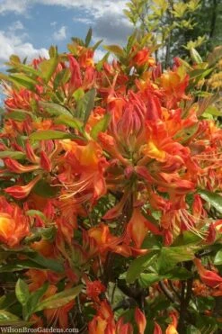 Smitty's Orange Crush Native Azalea (Rhododendron X) - 3 Gallon Pot -Plant Lover House Shop rhododendron smittys orange crush native azalea 1