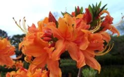 Smitty's Orange Crush Native Azalea (Rhododendron X) - 3 Gallon Pot -Plant Lover House Shop rhododendron smittys orange crush native azalea 4