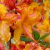 Tallulah Sunrise Native Azalea (Rhododendron) - 1 Gallon Pot -Plant Lover House Shop rhododendron tallulah sunrise native azalea 100 thumbnail