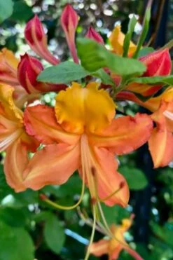 Verdie Sommerville Azalea (Rhododendron) - 3 Gallon Pot 9 Verdie Sommerville Azalea (Rhododendron) - 3 Gallon Pot -Plant Lover House Shop rhododendron verdie sommerville azalea 1